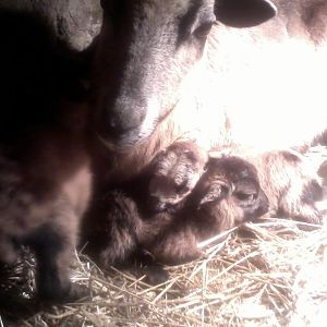 snuggling with mama after being born