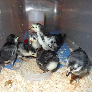 white faced black spanish from Lund Poultry, WI 
2/23/12 arrival! "Starbuck's chicks" because they act like they are hopped up on caffiene.