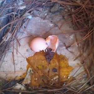 egg eater
