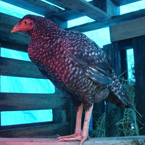 Cuckoo colored Shamo pullet; day of arrival and feeling cold.