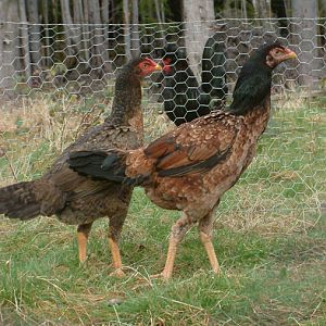 Pair of Shamo pullets; day of arrival. Up front, right, is a melanized Wheaten I nickname "dark" for now, the behind girl is a barred coloration very similar to Crele but probably a barred patterned Wheaten.