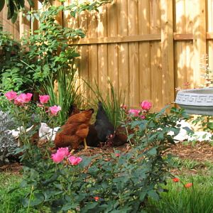 Foraging in the garden