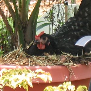 First egg..laid in a potted palm tree.