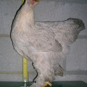 Isabel Double Laced Brahma