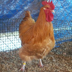 7 Month Old Clevenger Cockerel