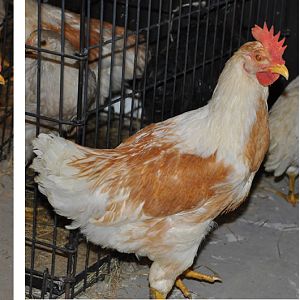 Chicken1.jpg - there are two chickens that look almost identical. (We haven't named them yet).