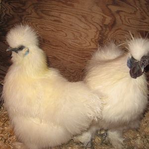 IMG_4499.JPG

his is Phil and Blanch, my silkie pair,,