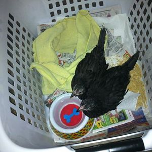 when we first got them.