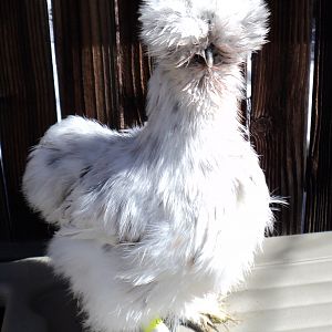 Frosty pullet, hatched Oct 2011