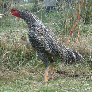 New Shamo stag, first day of crowing