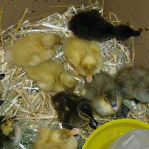 baby ducks in brooder