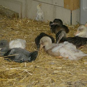 Ducks napping in coop