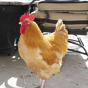 Gooster the Rooster