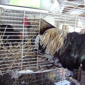 My first rooster, "lucky plucky". He was well loved, and took good care of his hens.  Here he is pictured singing and watching over my bantam cochin hen who is laying her first egg. He did this for each of the girls when they layed their first egg!  Also was the nest "approver", silly girls wouldn't use one he hadn't sung about!