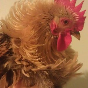 My rooster frizzle..FC