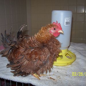 Male hatched 12.11.11 red orange frizzled  yellow legs