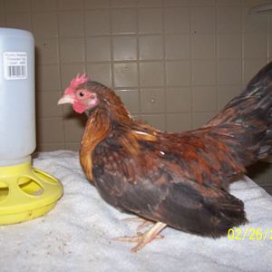 Male Serama chick hatched 11.12.11. red orange smooth whitish legs