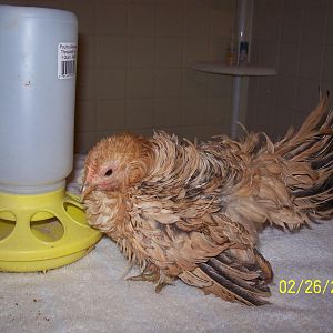 Female frizzled hatched 11.12.11, buff black