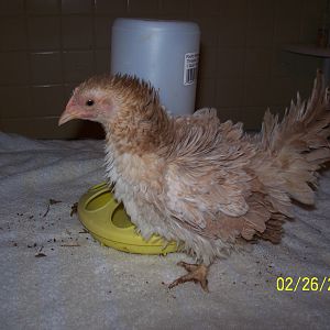 Female hatched 12.12.11  wheaten frizzled yellow legs