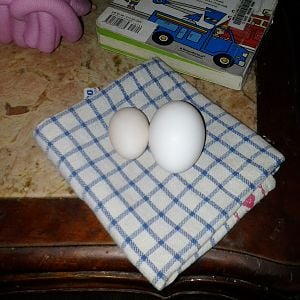 My first silver seabright egg on the left, a store bought large egg on the right.