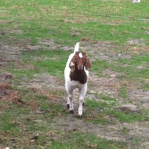 Little Buddy, our goat. He's more of a puppy than a goat.