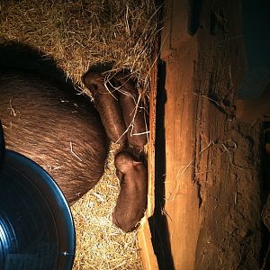 Our newest additions - 3 guinea hog piglets.