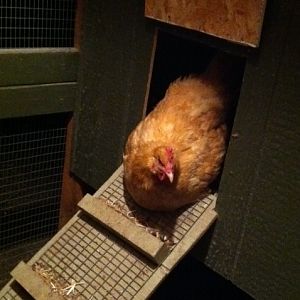 Our biggest hen and only buff is seen almost on-guard in our enclosed coop.