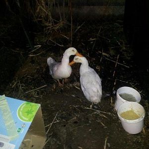 7 month old breeding pair of Pekin Ducks
Frankie and Lola