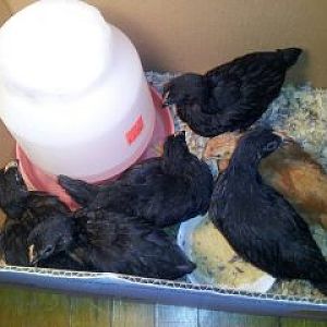 5 Week old Pullets. 
5 Black Star Sexlinks
1 New Hampshire Red (Rosie)