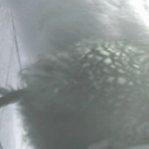 Snape has one feather left....last bit of dignity  haha