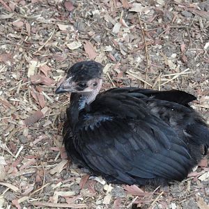 black NN pullet 1/22/12