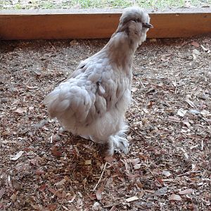 silkie november 2011
