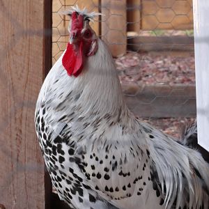 AS roo, spring 2011