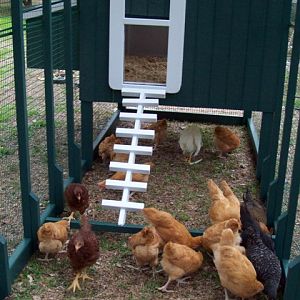 View of the pop door end of the chicken train.