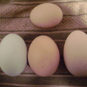 My bantam cochin's first egg!