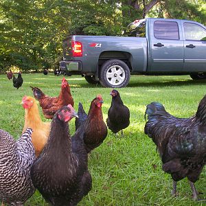 Foreground left to right: Black Jersey Giant pullet, Barred Rock pullet, buff orpington pullet, black australorp pullet, RIR pullet, Black Star pullet, Australorp pullet, Black Jersey Giant young rooster. In the background just beyond the truck bumper is a flock of Cayuga ducks.