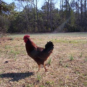 Classic Rhode Island Red, young rooster.