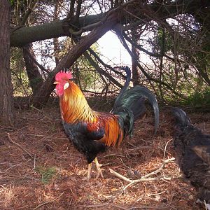 Single Comb Brown Leghorn Rooster.