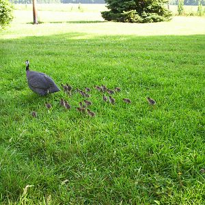 This guinea hen, our only one at the time, hatched 27 keets.  I had never heard of such a thing. She managed to raise 15 of them, all of whom took up roosts in the pecan outside my bedroom window, so they could play alarm clock at 4am every morning.