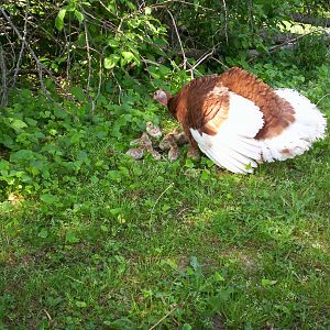 Mama Bourbon Red Turkey hen with her clutch. Unfortunately, mama and babies were wiped out by a pair of bald eagles.
