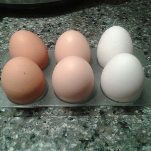 eggs from RIR (left) Light Sussex (mid) and Echequer Leghorn (right)