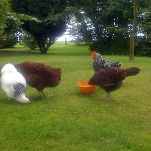 The gang enjoying summer in the garden