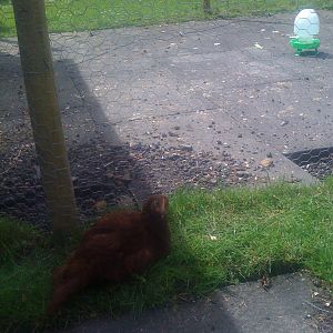 Choco enjoying the shade