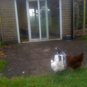 The hen house / old summer house