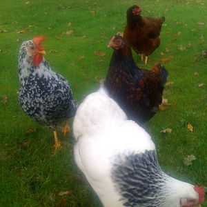 The gang having a nosey