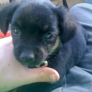 Kinsler, the German Shepherd/Shitzu Mix