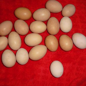 Nice!! Big egg day!!!