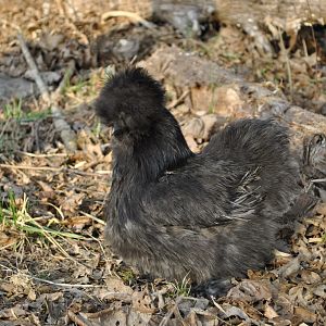 Blue hen