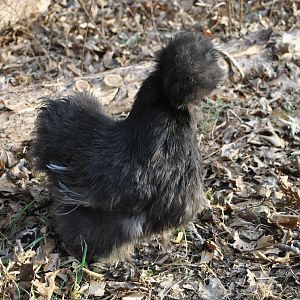 Blue hen