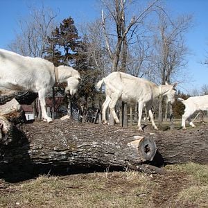 My female dairy goats.